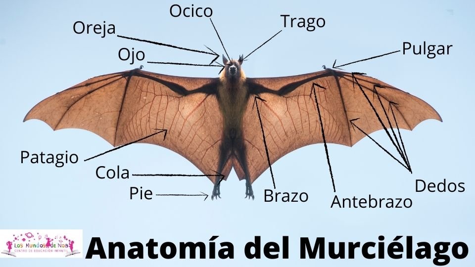 partes del cuerpo del murciélago