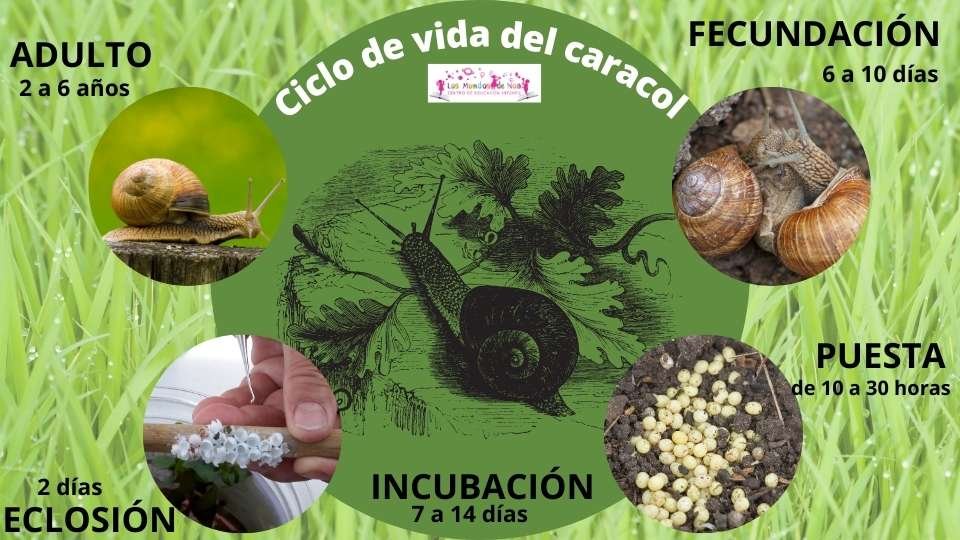 como crece el caracol