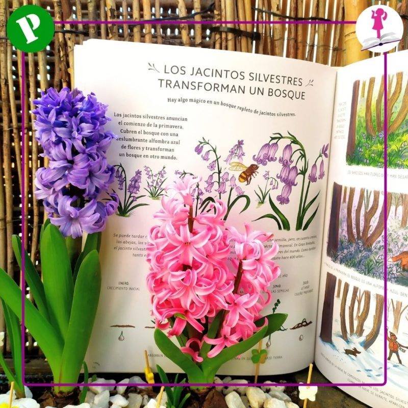 flores jacintos con información