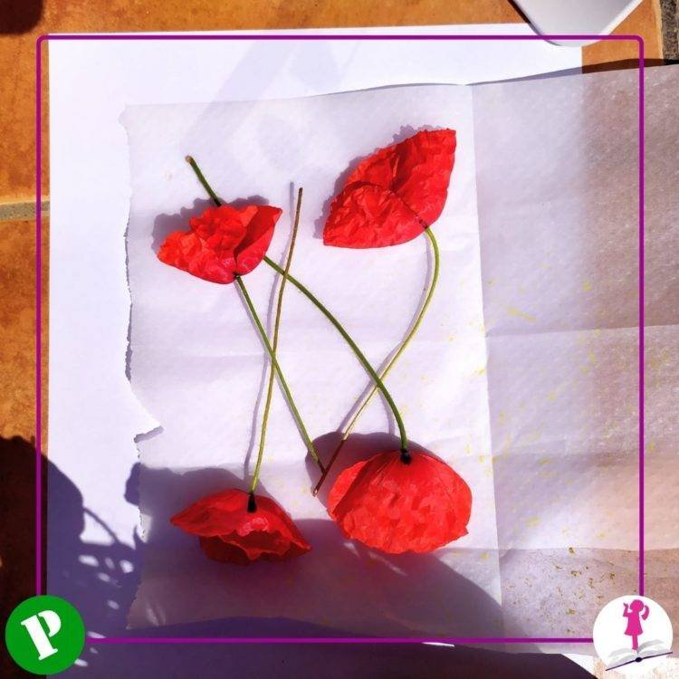 amapolas colocadas para secar