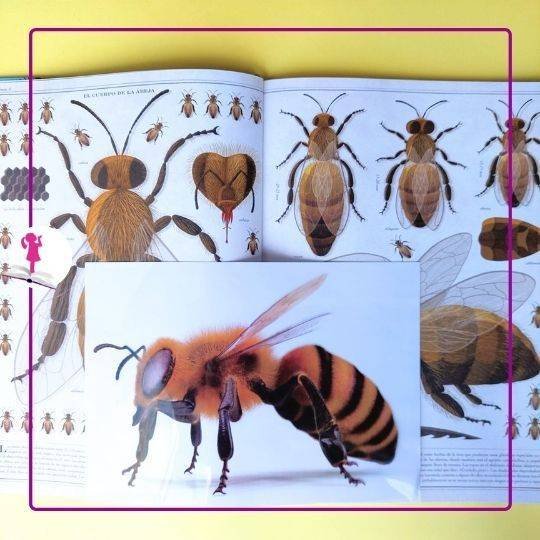 abejas
