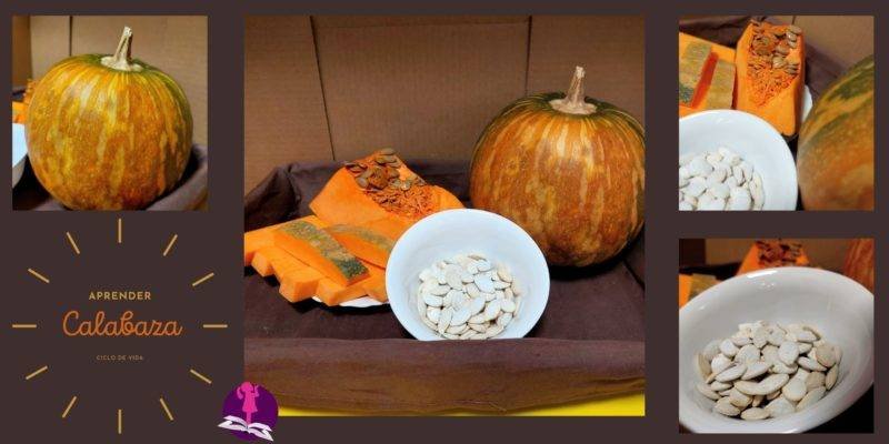 calabaza