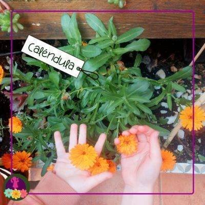 flores de caléndula
