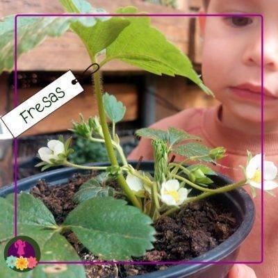 planta de fresas en flor