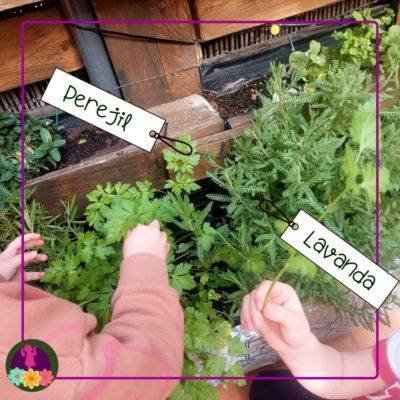 manos de niño tocando lavanda y perejil