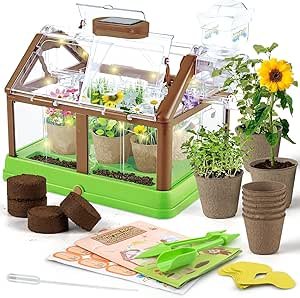 kit huerto niños semillas educativo invernadero mini cultivo calabaza